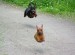 hovering-dogs